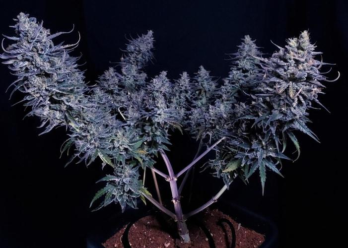 CBG Relief Auto - Pain Relief Hope!. Week 11 - She is an Absolute Stunner For Frosty Pain Relief