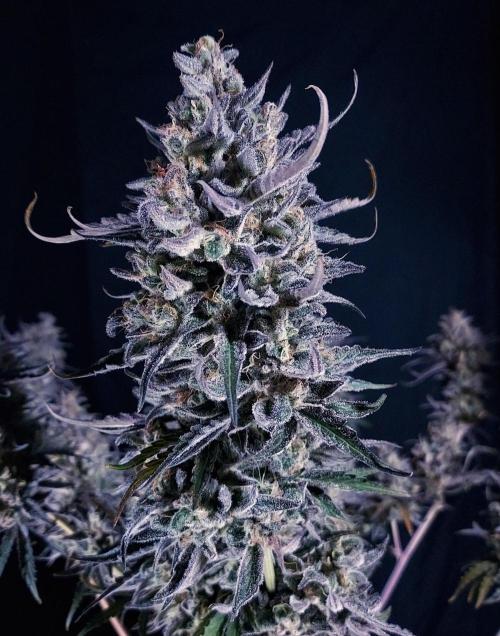 CBG Relief Auto - Pain Relief Hope!. Week 11 - Hero Shot - Cola of Frost
