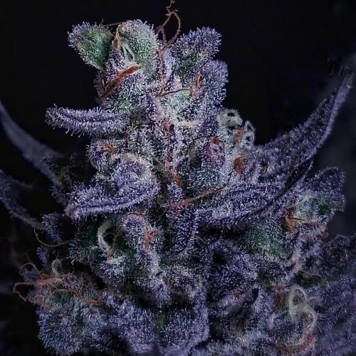 CBG Relief Auto - Pain Relief Hope!. Week 11 - So Happy With Her Development