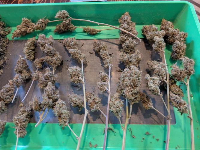CBG Relief Auto - Pain Relief Hope!. Week 11 - She Dried Great, Trimmed Up Nice
