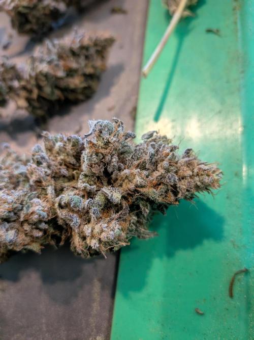CBG Relief Auto - Pain Relief Hope!. Week 11 - Beautiful and Happy