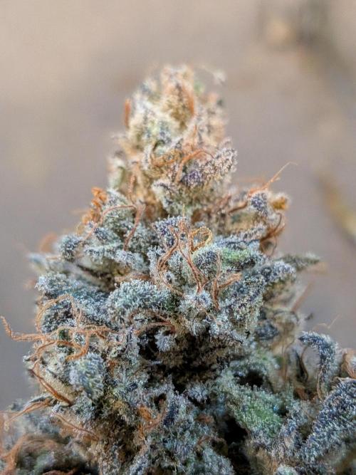 CBG Relief Auto - Pain Relief Hope!. Week 11 - So Frosty for a CBG Strain