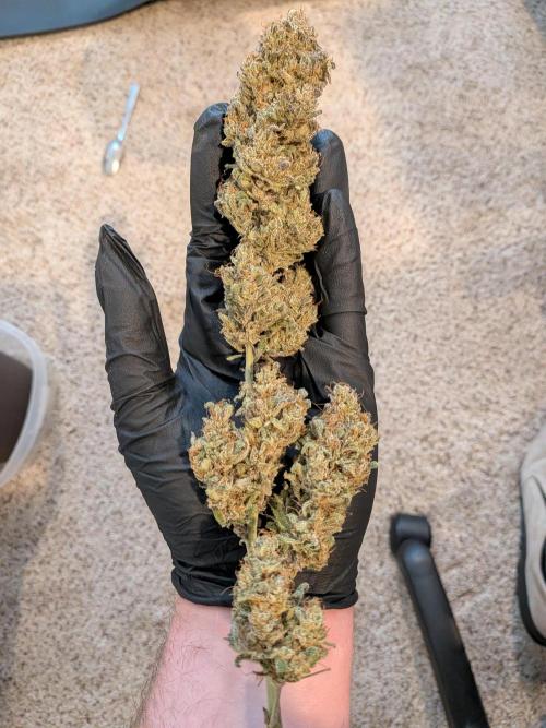 CBG Relief Auto - Pain Relief Hope!. Week 11 - Hero Cola Dried and Ready to Cure