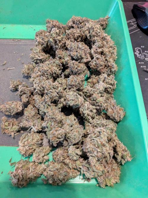 CBG Relief Auto - Pain Relief Hope!. Week 11 - A Tray of Happiness