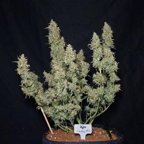 Zkittlez (#1) Auto - Taste the Rainbow. Week 11 - Beautiful Auto Structure