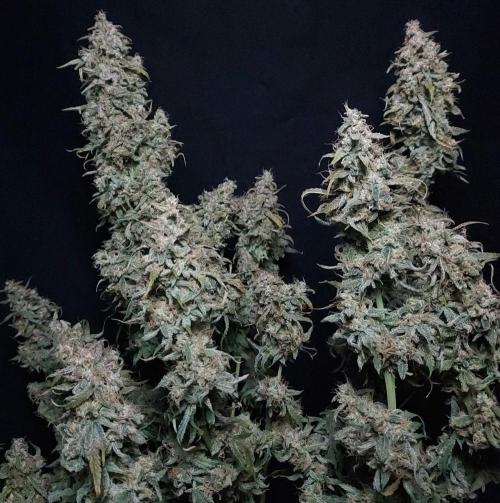 Zkittlez (#1) Auto - Taste the Rainbow. Week 11 - Ready to Chop