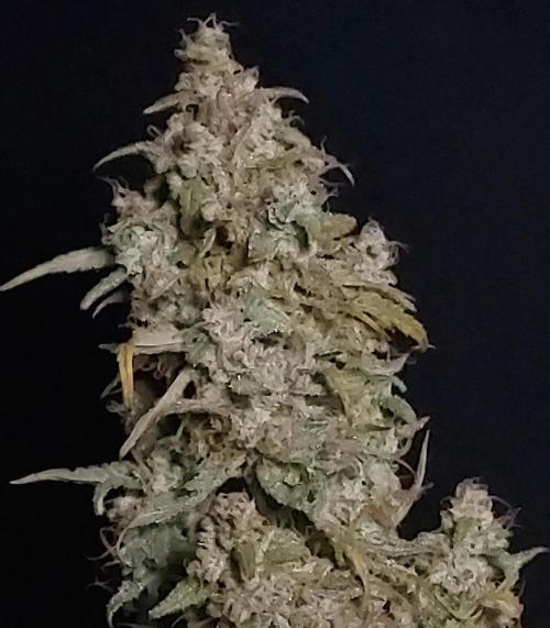 Zkittlez (#1) Auto - Taste the Rainbow. Week 11 - Main Cola, Happy and Soaked It All Up
