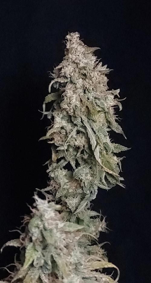 Zkittlez (#1) Auto - Taste the Rainbow. Week 11 - Main Cola, Happy and Soaked It All Up