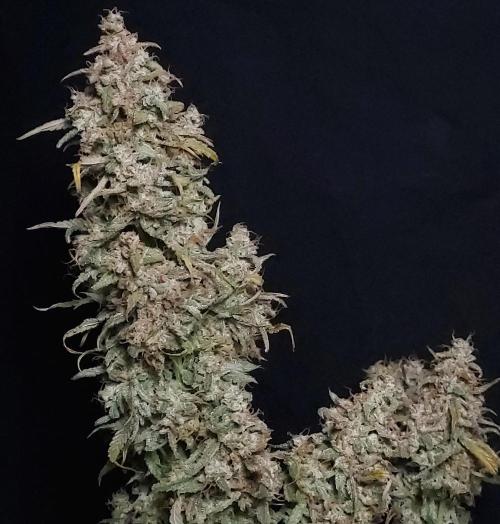 Zkittlez (#1) Auto - Taste the Rainbow. Week 11 - Main Cola, Happy and Soaked It All Up
