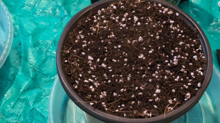 Clementine Slush #2. Week 0 - Level with Pot