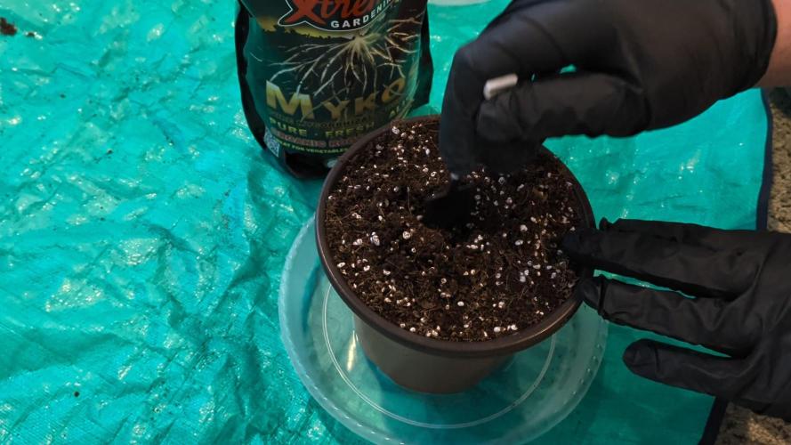 Clementine Slush #3. Week 0 - Dip plug deep and plant with some Mykos in the hole