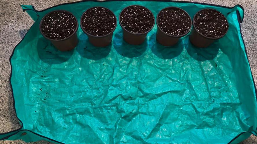Clementine Slush #5. Week 0 - All Set Up
