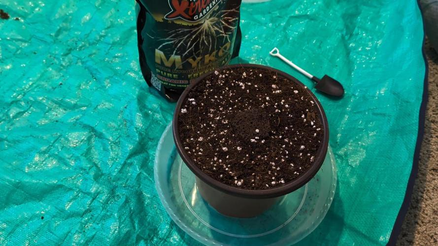 Clementine Slush #5. Week 0 - Ready for the Tent!
