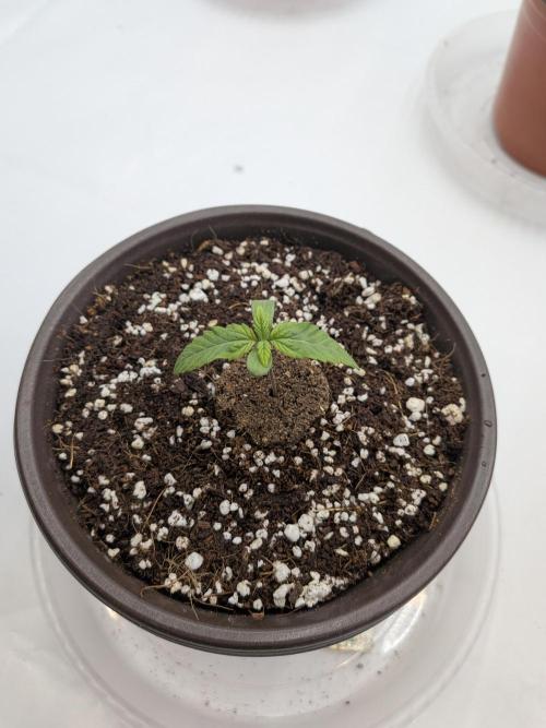 Clementine Slush #1. Week 1 - Day 7 - Happy Seedling, Growing Strong