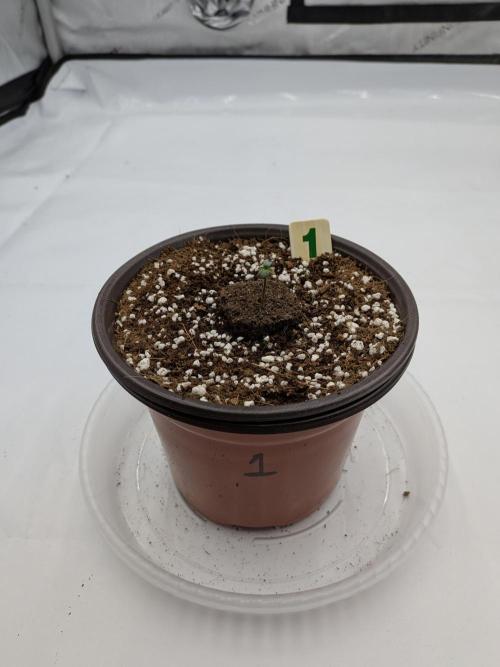 Clementine Slush #1. Week 1 - Day 1 - Officially!