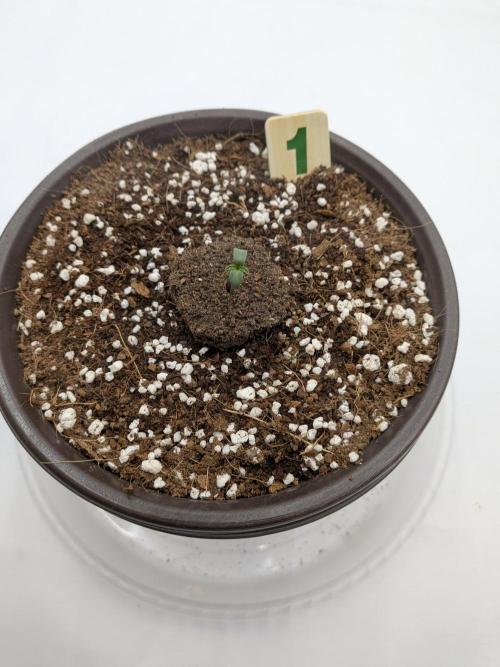 Clementine Slush #1. Week 1 - Day 1 - Officially!
