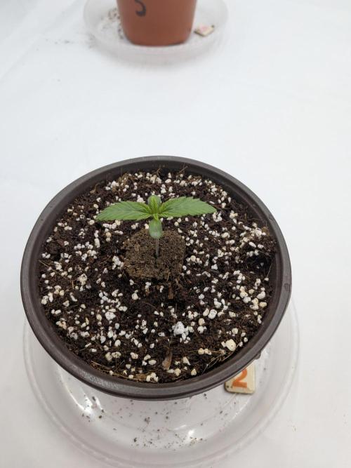 Clementine Slush #2. Week 1 - Day 7 - Week 1 - Looking Strong!