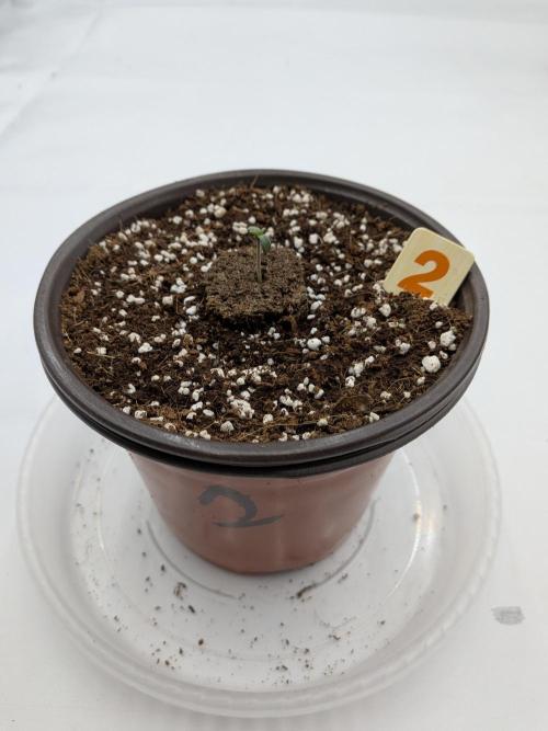 Clementine Slush #2. Week 1 - Official Day 1 - New Germination Plan Worked!