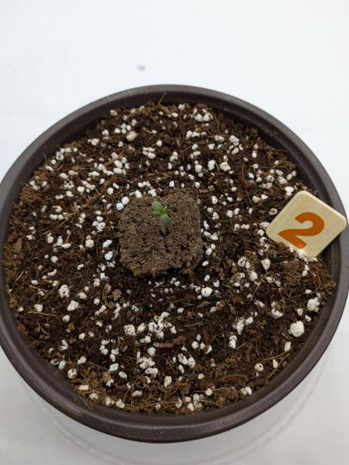 Clementine Slush #2. Week 1 - Official Day 1 - New Germination Plan Worked!