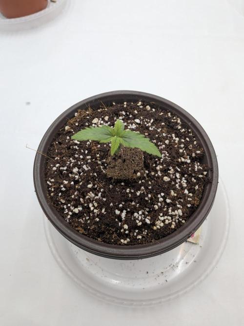 Clementine Slush #3. Week 1 - Day 7 - Looking Solid!