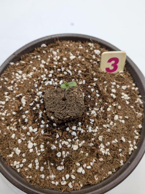 Clementine Slush #3. Week 1 - Official Day 1 - New Germination Plan Worked!