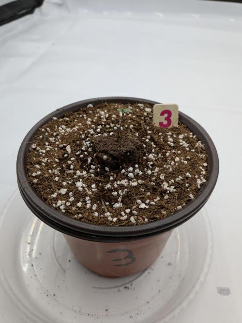 Clementine Slush #3. Week 1 - Official Day 1 - New Germination Plan Worked!