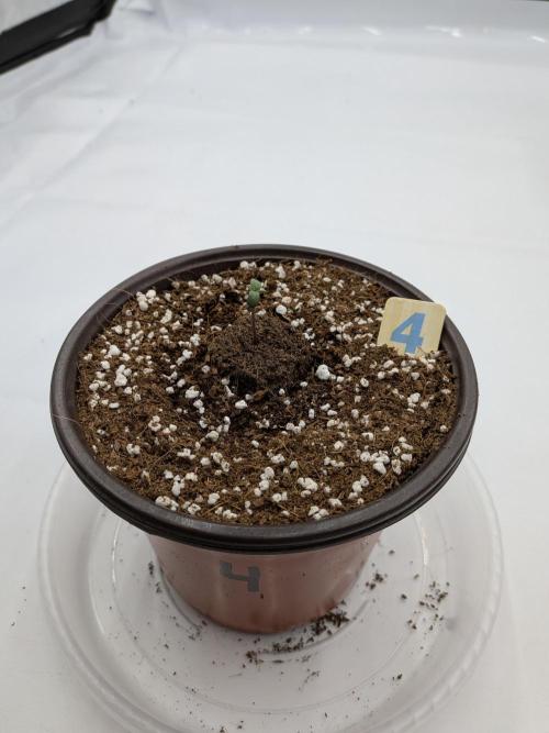 Clementine Slush #4. Week 1 - Officially Week 1!