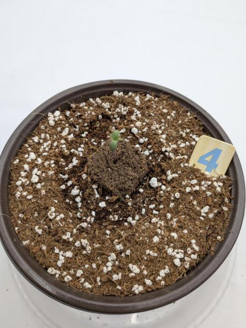 Clementine Slush #4. Week 1 - Officially Week 1!