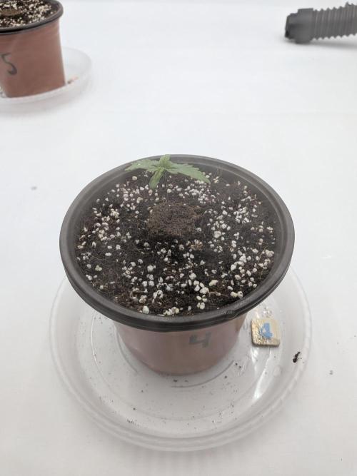 Clementine Slush #4. Week 1 - Day 7 - Week 1 - Going Strong!