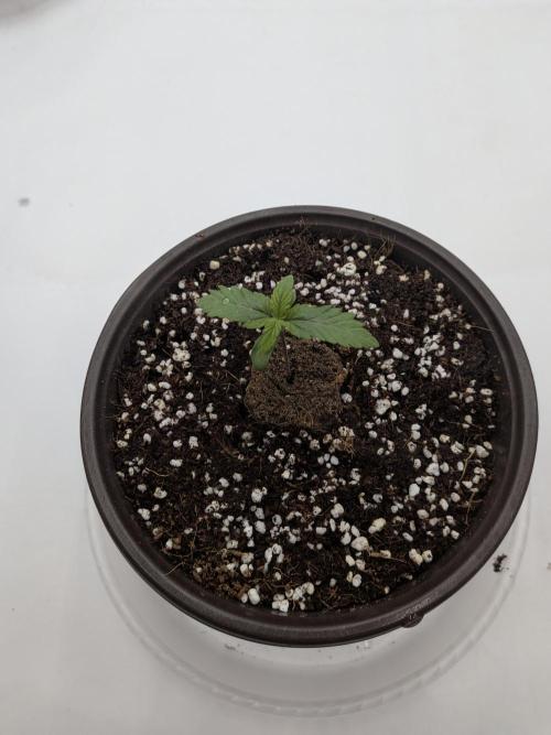 Clementine Slush #4. Week 1 - Day 7 - Week 1 - Going Strong!