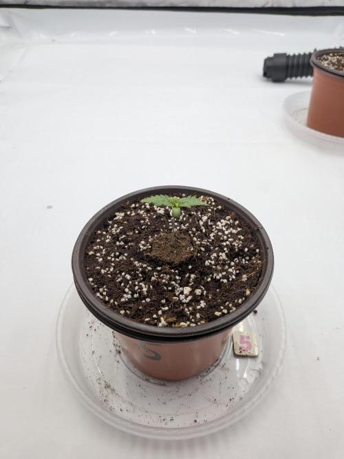 Clementine Slush #5. Week 1 - Week 1 - Day 7 - Looking Great!