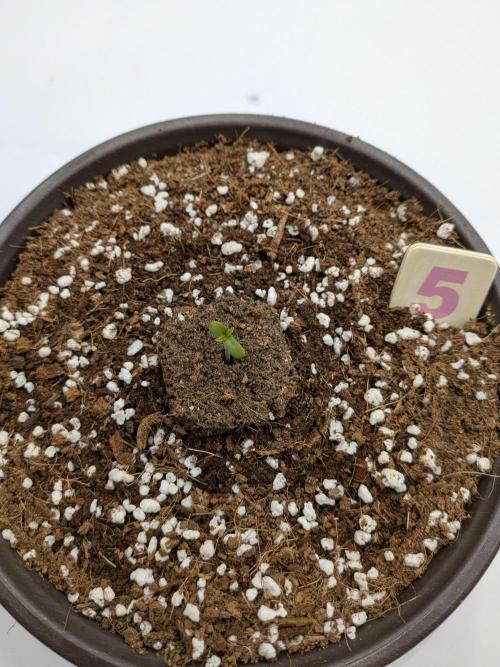 Clementine Slush #5. Week 1 - Day #1 - Woo!
