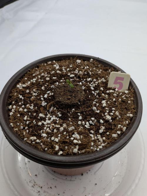 Clementine Slush #5. Week 1 - Day #1 - Woo!