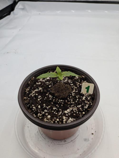 Clementine Slush. Week 2