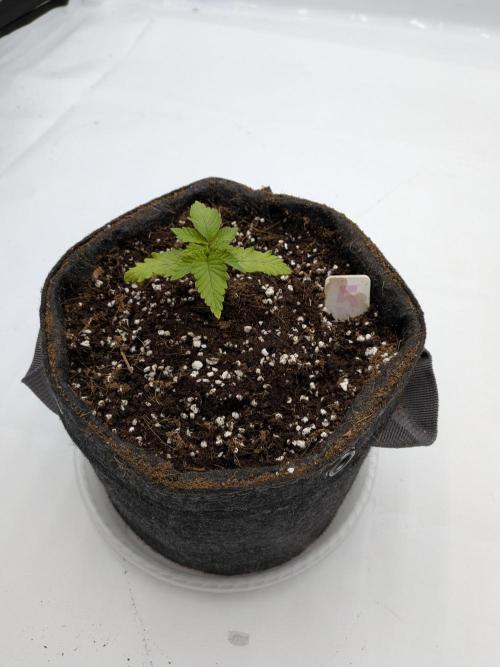 Clementine Slush #5. Week 2 - Week 3 - Day 16: Hopefully rocking and rolling