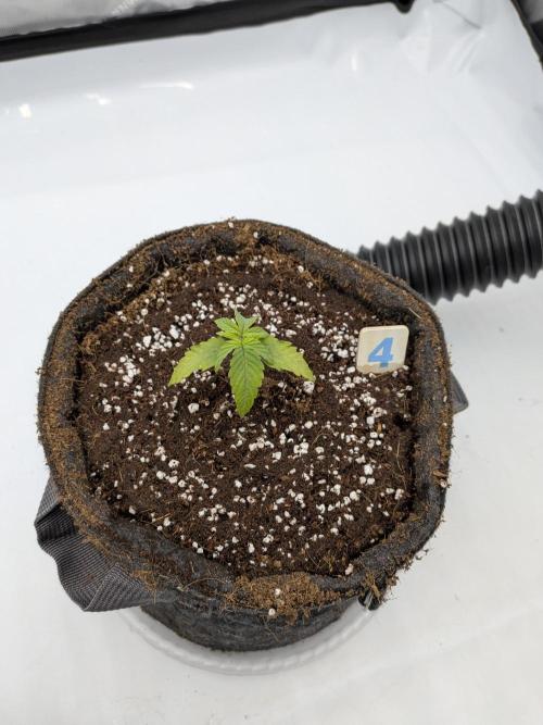 Clementine Slush #5. Week 2 - Week 2 - Day 14: Suffering a bit, but transplanted