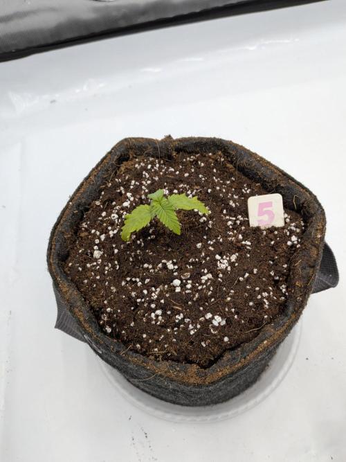 Clementine Slush #5. Week 2 - Week 2 - Day 14: Suffering a bit, but transplanted