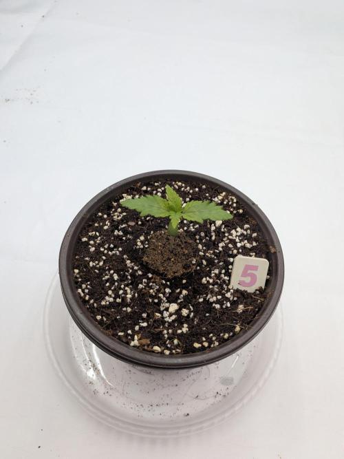 Clementine Slush #5. Week 2 - Week 2 - Day 10: Looked good before the issues