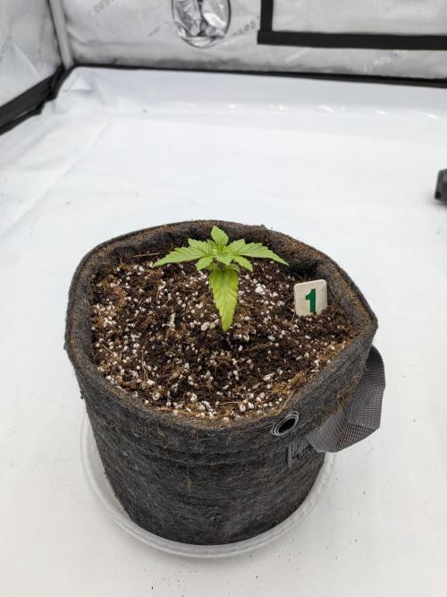 Clementine Slush #1. Week 2 - Week 3 - Day 16: Hopefully recovered!