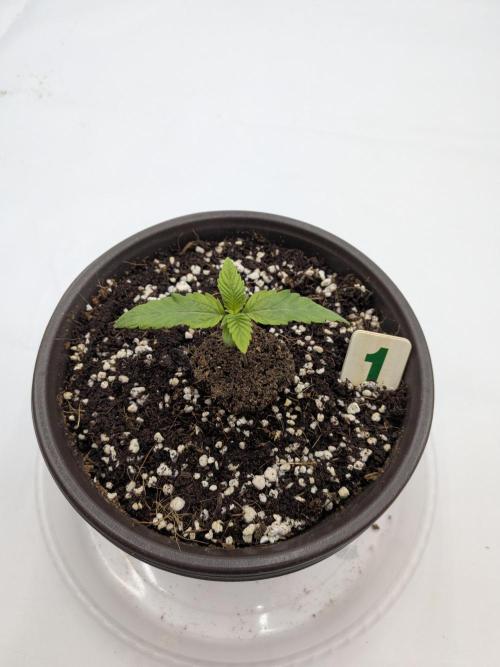Clementine Slush #1. Week 2 - Week 2: Day 10 - Looked good before the deficiency  