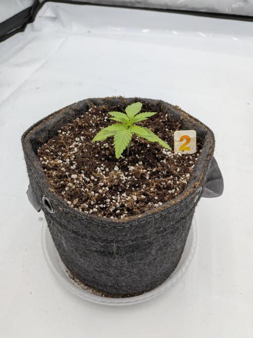 Clementine Slush #2. Week 2 - Week 3 - Day 16: Back in Action!
