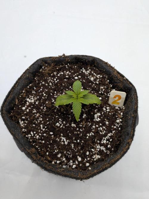 Clementine Slush #2. Week 2 - Week 2 - Day 14: Transplanted after some stress