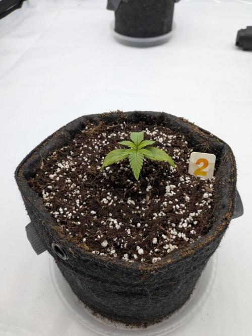 Clementine Slush #2. Week 2 - Week 2 - Day 14: Transplanted after some stress