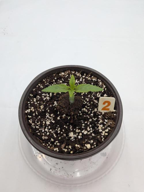 Clementine Slush #2. Week 2 - Week 2 - Day 10: Looking Good Before Issue