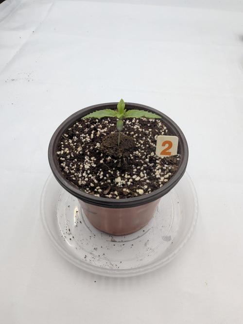 Clementine Slush. Week 2
