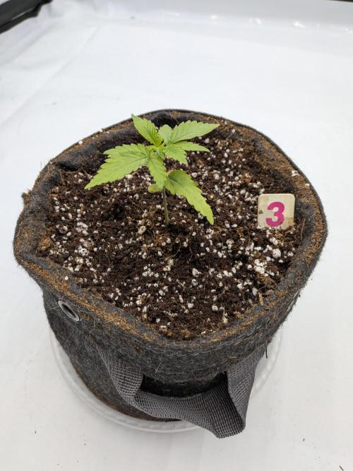 Clementine Slush #3. Week 2 - Week 3 - Day 16: Hopefully in recovery