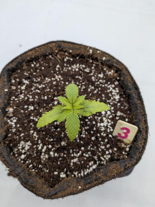 Clementine Slush #3. Week 2 - Week 2 - Day 14: Post transplant stress