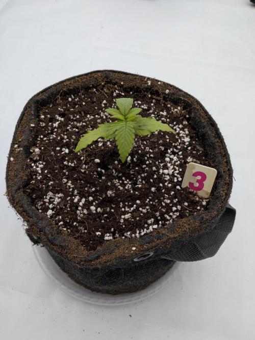 Clementine Slush #3. Week 2 - Week 2 - Day 14: Post transplant stress
