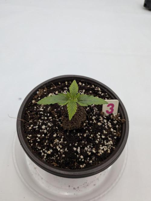 Clementine Slush #3. Week 2 - Week 2 - Day 10: Pre-stress event