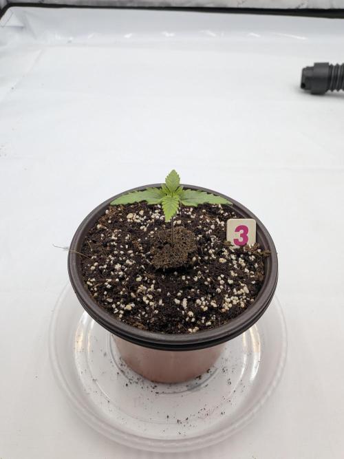 Clementine Slush. Week 2
